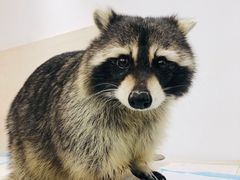 -浣熊柯尔鸭土拨鼠·电玩咖