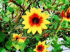 -东平国家森林公园