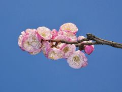 -红梅公园