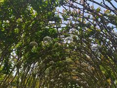 -武汉紫薇都市田园