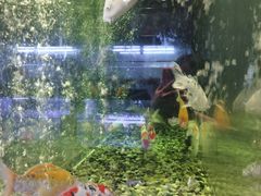 -丰鲤楼•闽南茶楼(仟禧汇店)