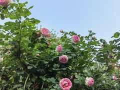 -人民公园(罗湖区)