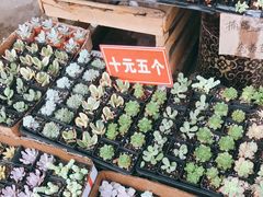 -三圣花乡旅游区