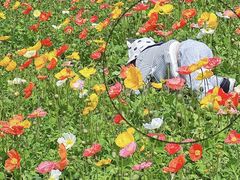 -径山花海