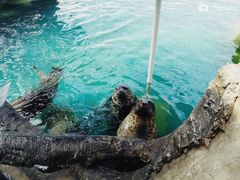 -华夏文旅海洋公园