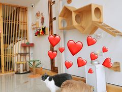 -Catmate·猫肥家润(金润铂宫店)