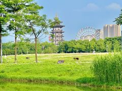 -洋湖国家湿地公园