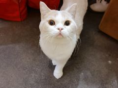 -猫大福·Fortune Cat猫舍(百子湾店)