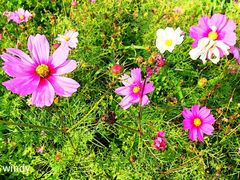 森林花海-广州市流溪河国家森林公园
