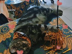 -平行世界·猫咖(首经贸店)