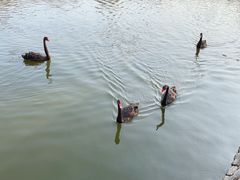 -泉州海丝野生动物世界