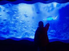 -太平洋海底世界