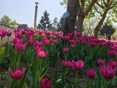 -长春公园(普阳街道)