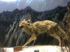 -陕西自然博物馆