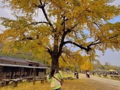 -千年银杏谷文化旅游区
