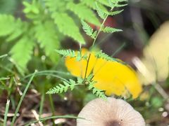 -青峰峡国家森林公园