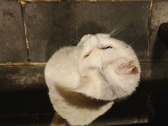 -张记牛肉面馆(天津路店)