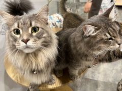 -楼上猫咖(罗湖店)
