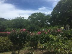 -汉拿树木园