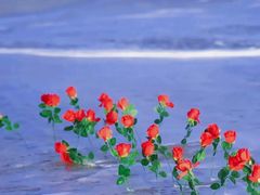 -玫瑰海岸文化旅游度假区