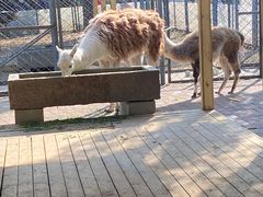 -长白岛森林公园