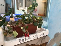 -大自然农场蔬菜草莓采摘园