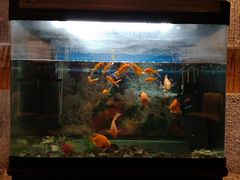 -富力万达嘉华酒店-品珍中餐厅(水果湖店)