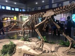 -自贡恐龙博物馆