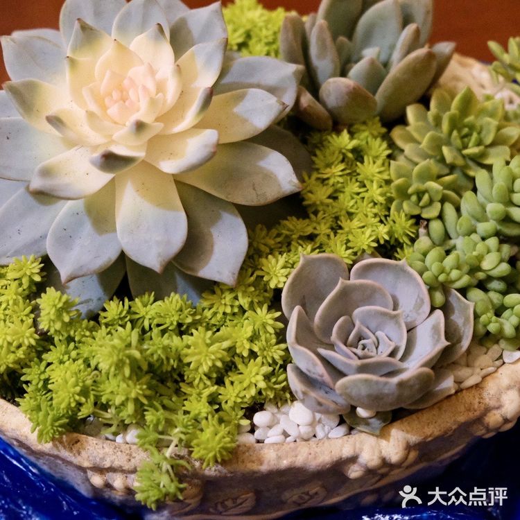 超好逛‼️成都最大的花市🌸