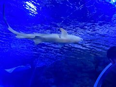 -江和美海洋公园