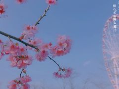 -顾村公园