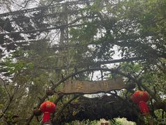 -野象谷景区