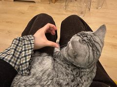 -有喵·猫咖·狗咖·30几只猫10只小狗(岗厦店)