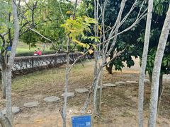 -中山市树木园