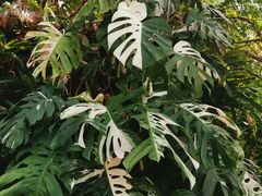 -华南国家植物园-售票处