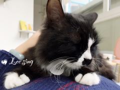 -有猫主题·治愈系猫咖(曾厝垵店)