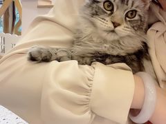 -猫域·湾主题猫咖·宠物吧(南坪城市广场店)