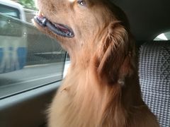-伟伟宠物医院·CT影像中心·瑞派犬猫综合性门诊(汉口总院)