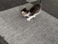 -萌兽医馆·宠物医院·猫骨科(创景店)