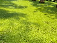-渌洋湖湿地公园