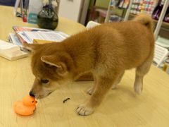 -瑞鹏宠物医院·骨科·猫科·内科(第一中心)
