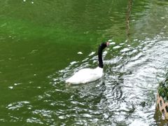 -香港皇家太平洋酒店