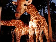 -清迈夜间动物园