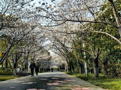 -高东镇樱花园