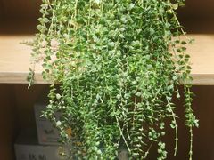 -左悦·艾灸调理·推拿按摩·精油SPA(卓悦汇店)