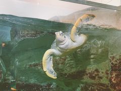 -西海国立公园九十九岛水族馆