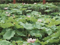 -陈家山荷花公园