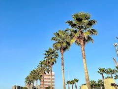 -宝安西湾红树林湿地公园