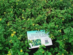 -昆山城市生态森林公园