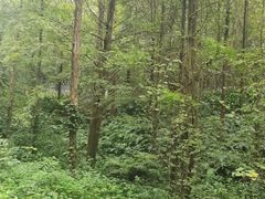 -都江堰中华大熊猫苑